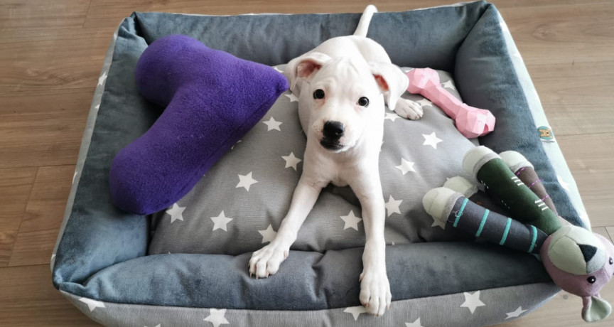 Oh my puppy Oh my puppy