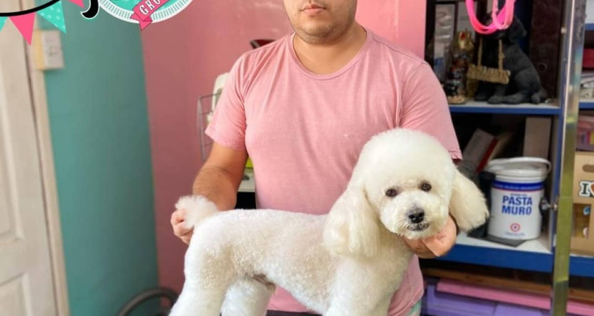 Peluquería canina kuriros pet Peluquería canina kuriros pet